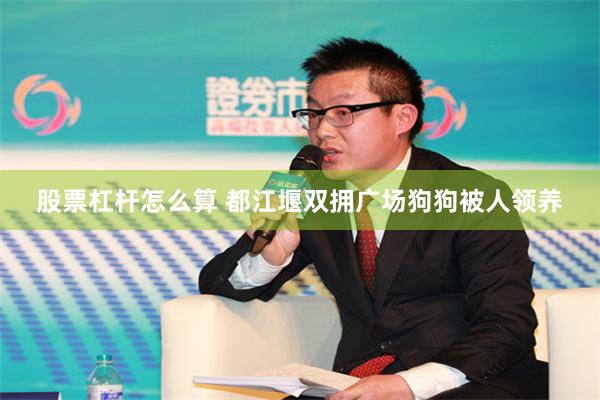 股票杠杆怎么算 都江堰双拥广场狗狗被人领养