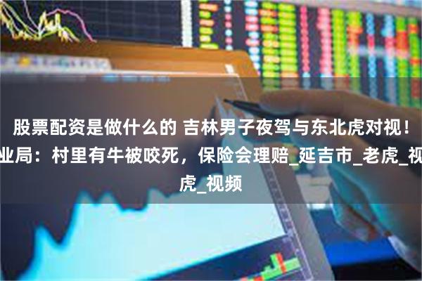 股票配资是做什么的 吉林男子夜驾与东北虎对视！林业局：村里有牛被咬死，保险会理赔_延吉市_老虎_视频