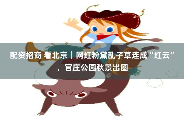 配资招商 看北京｜网红粉黛乱子草连成“红云”，官庄公园秋景出圈